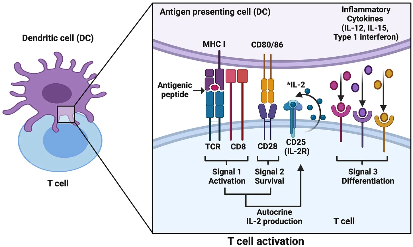 Peptide Cancer Vaccines Revisited: Overcoming Biological Limitations Through Rational Design(images 1)