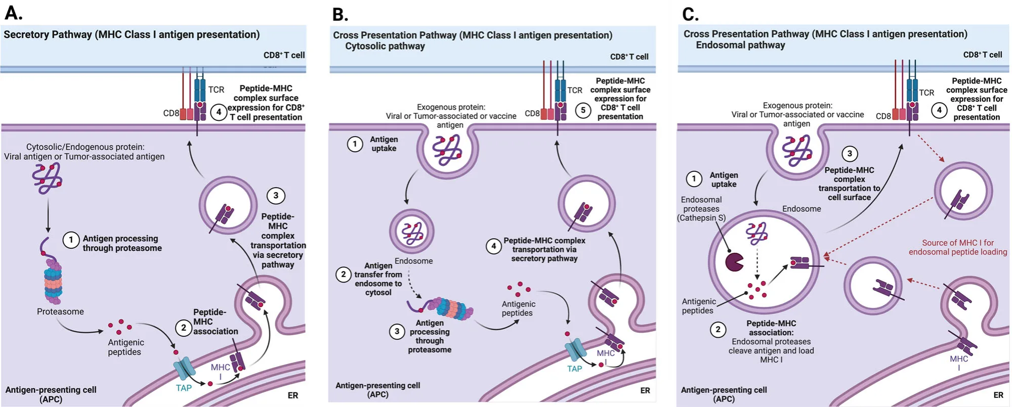 Peptide Cancer Vaccines Revisited: Overcoming Biological Limitations Through Rational Design(images 2)