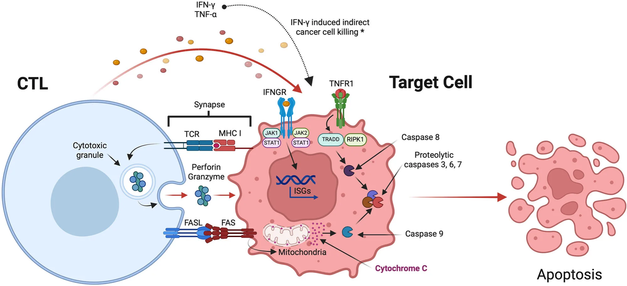 Peptide Cancer Vaccines Revisited: Overcoming Biological Limitations Through Rational Design(images 3)