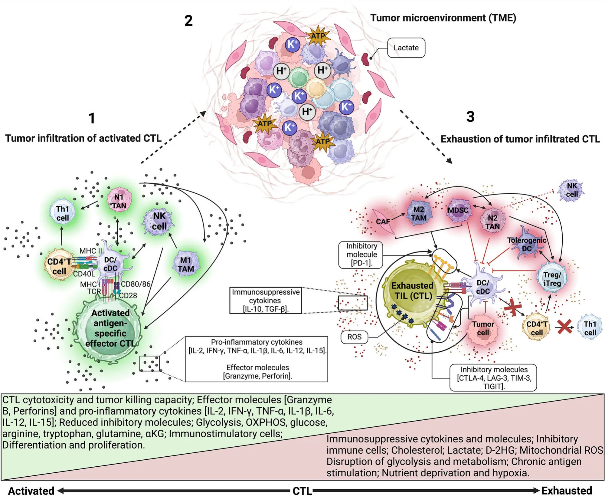 Peptide Cancer Vaccines Revisited: Overcoming Biological Limitations Through Rational Design(images 4)