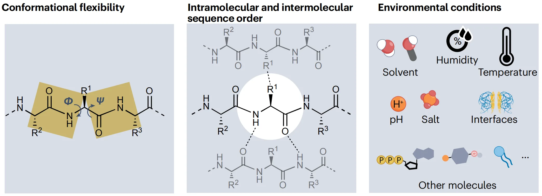 Decoding Peptide Materials: How Sequence Context Shapes Supramolecular Assembly（images 1）