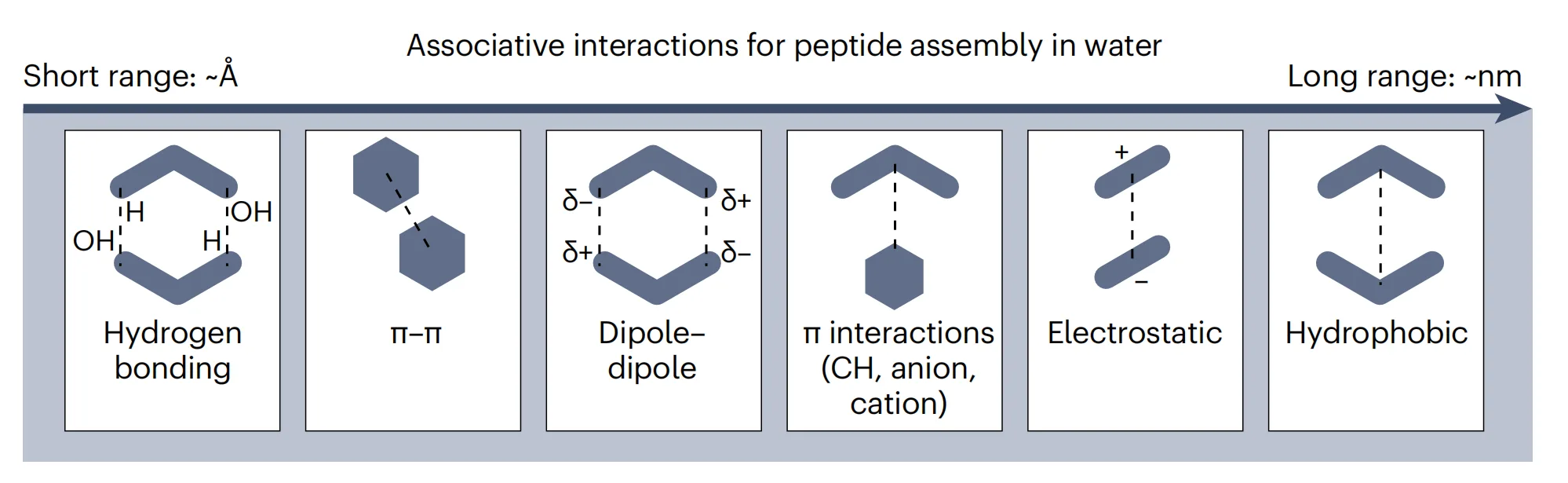 Decoding Peptide Materials: How Sequence Context Shapes Supramolecular Assembly（images 2）