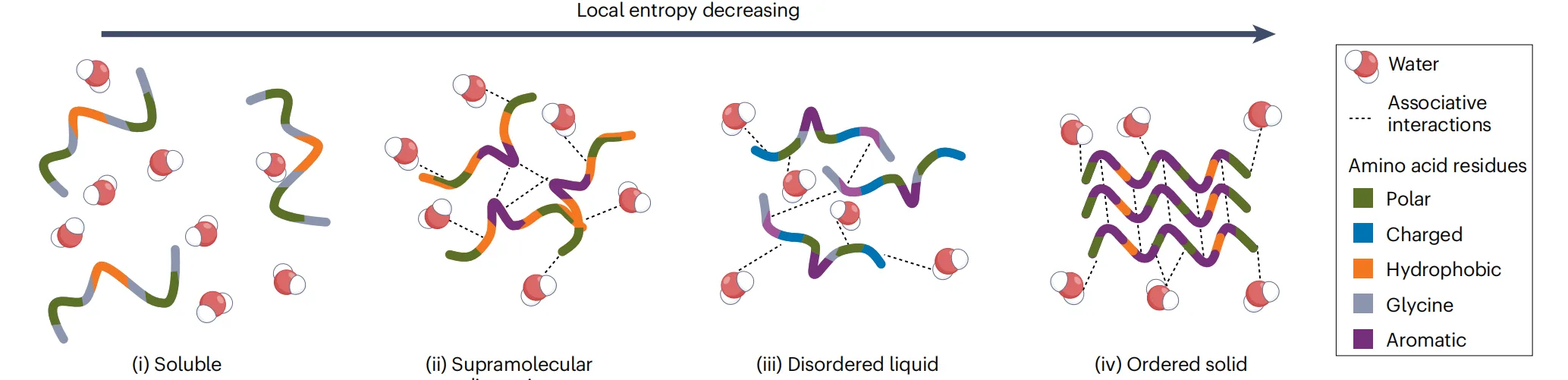Decoding Peptide Materials: How Sequence Context Shapes Supramolecular Assembly（images 3）