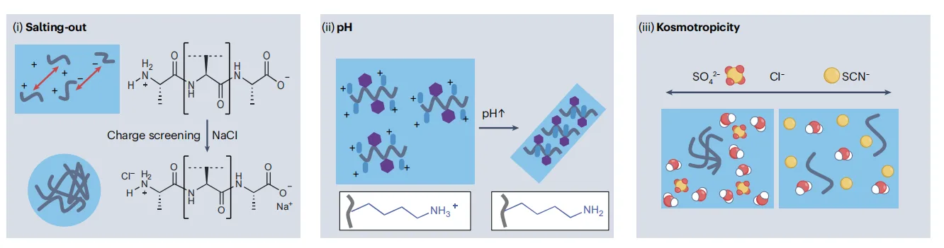 Decoding Peptide Materials: How Sequence Context Shapes Supramolecular Assembly（images 5）