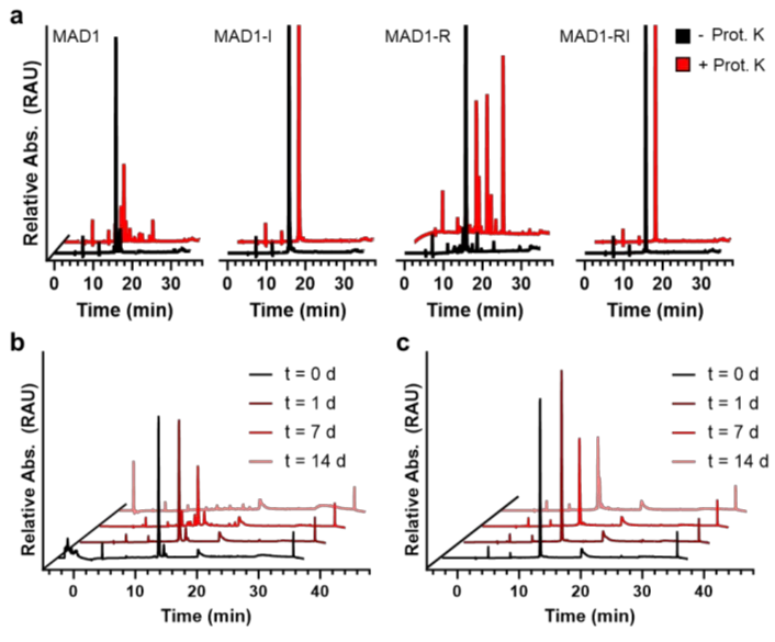 Retro-Inverted Peptides: A New Design Rule for Precision Antimycobacterial Therapy(images 2)