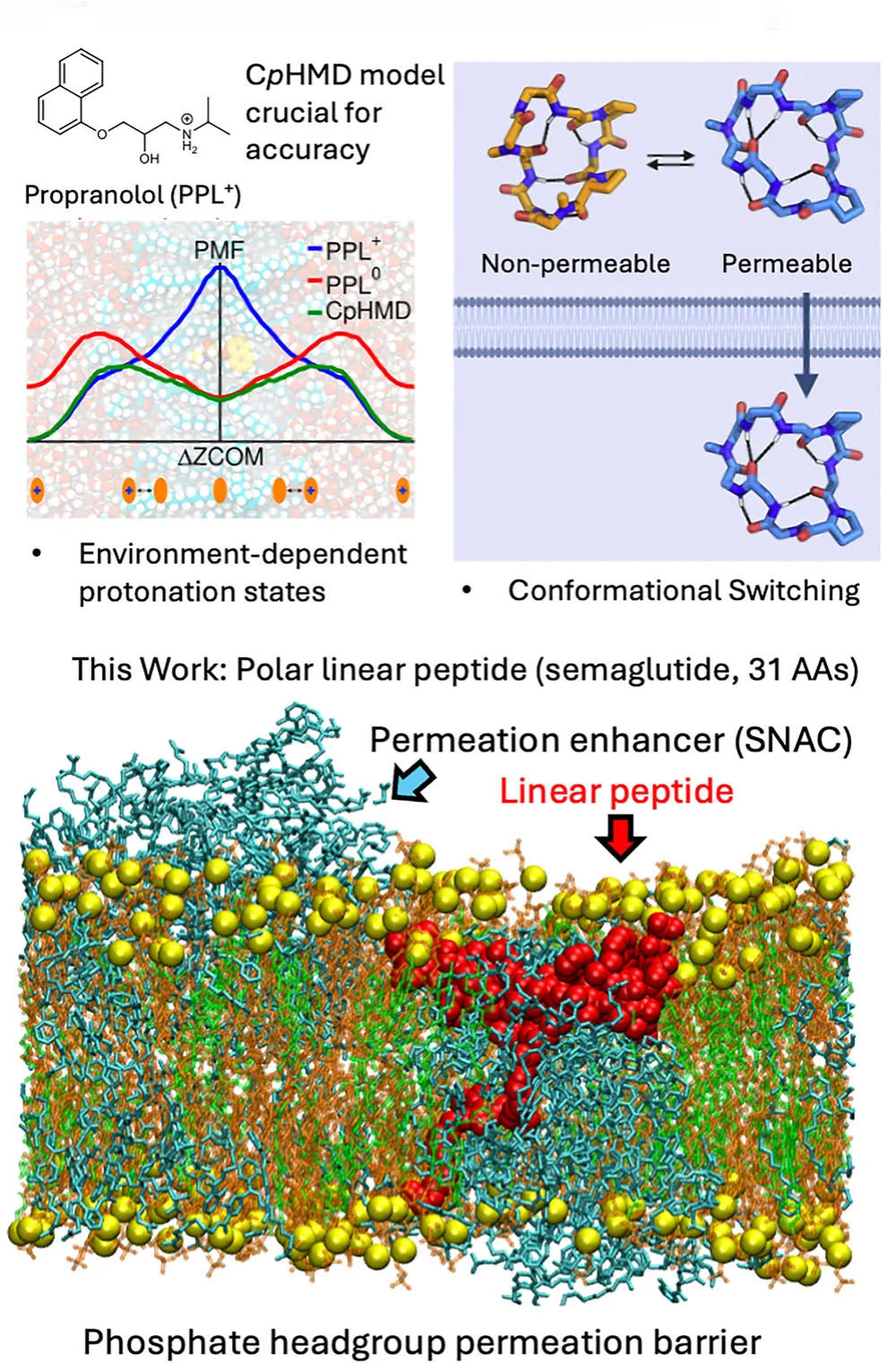 How Permeation Enhancers Enable Oral Peptide Drugs: A Molecular View from SNAC and Semaglutide（images 1）