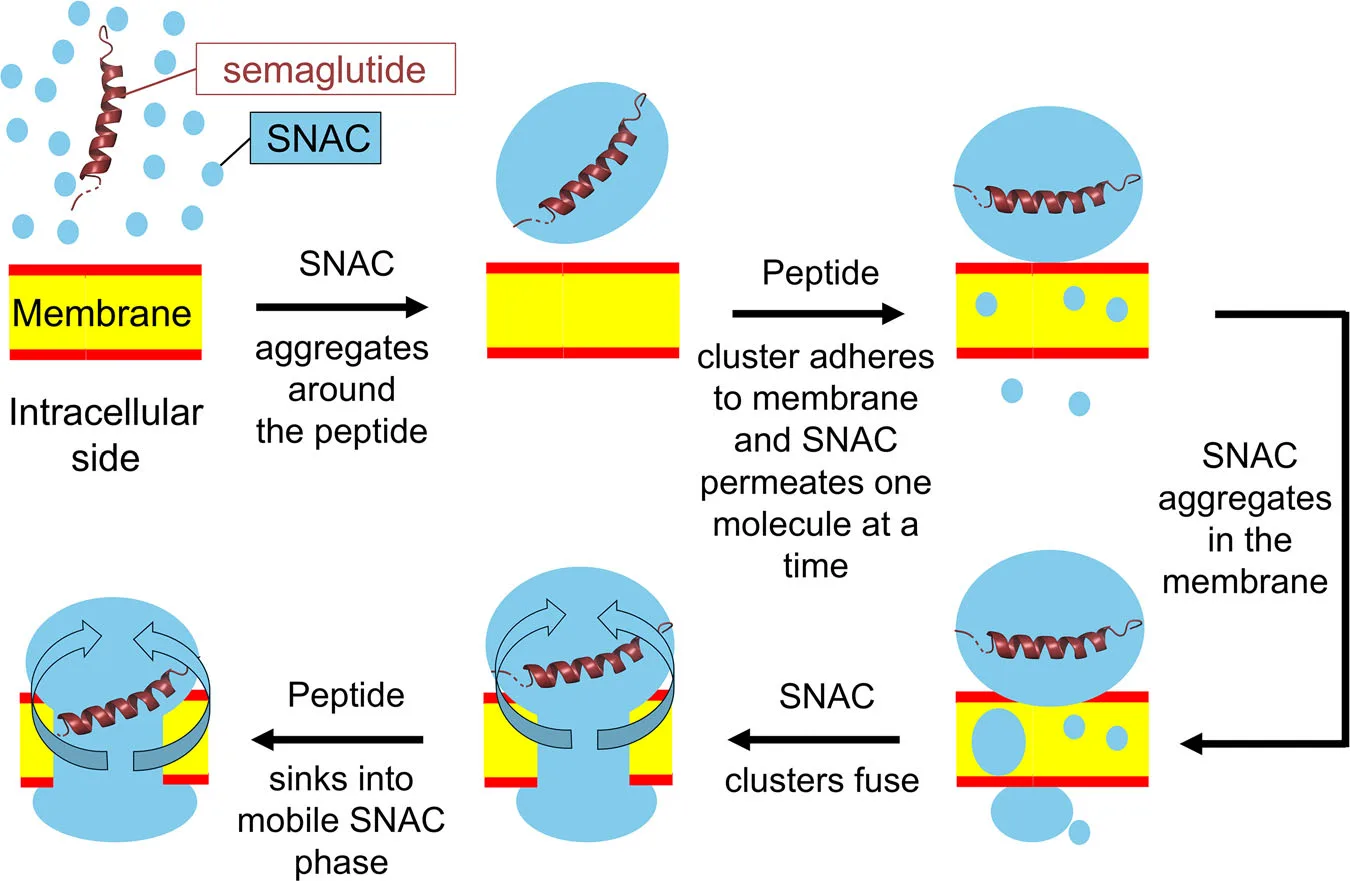 How Permeation Enhancers Enable Oral Peptide Drugs: A Molecular View from SNAC and Semaglutide（images 3）
