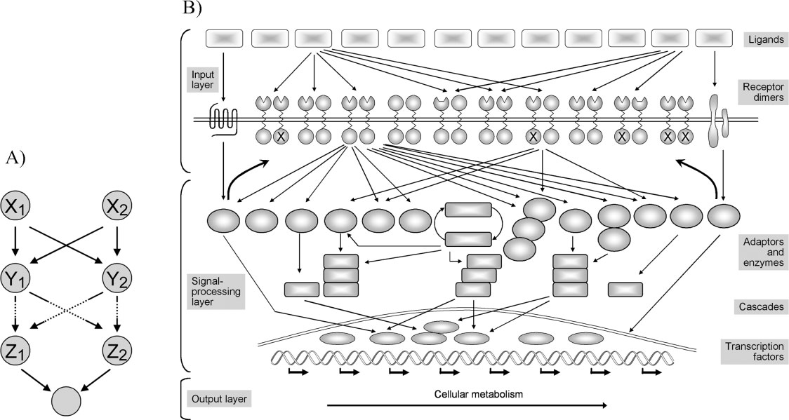 图片尺寸:1124 x 599 Beyond Single Signals: How Bioactive Peptides Shape Cellular Communication Networks(images 3)