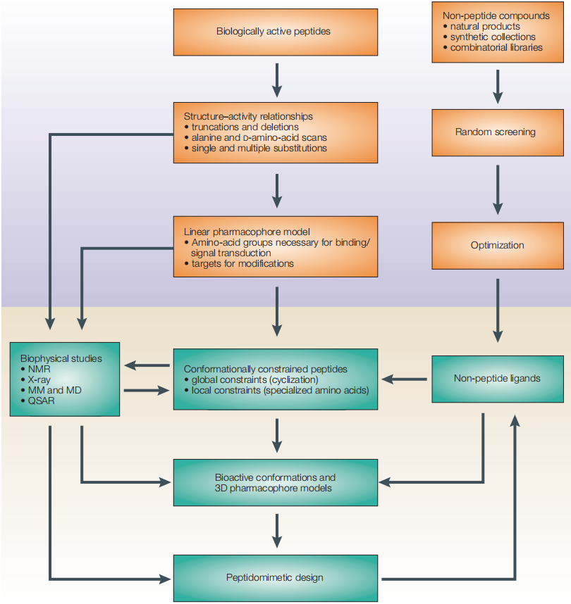 Designing Peptide Receptor Agonists and Antagonists: Strategies Driving Modern Drug Discovery（images 1）