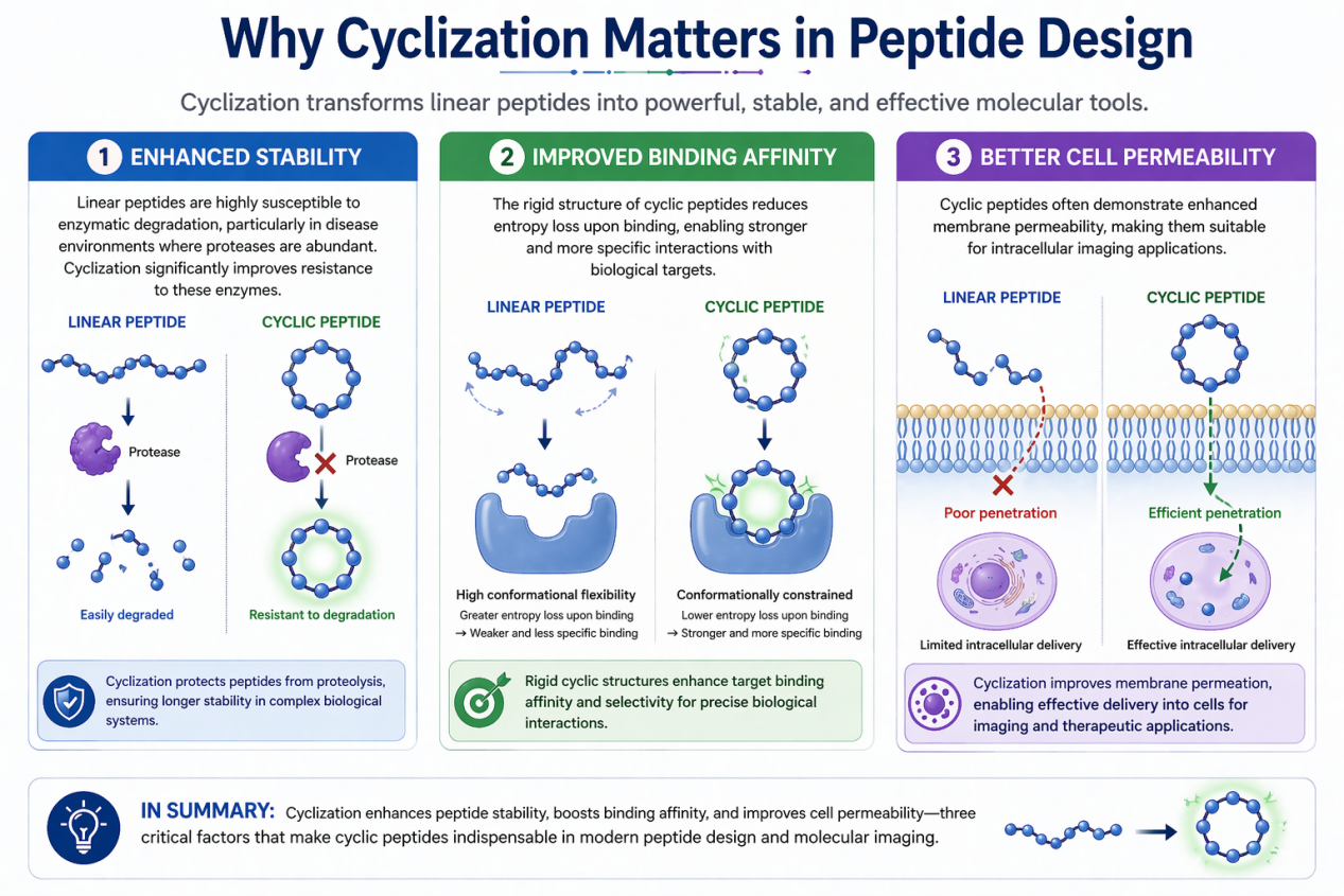 Fluorescent Cyclic Peptides: Advancing Precision in Cell Imaging and Molecular Diagnostics（images 2）