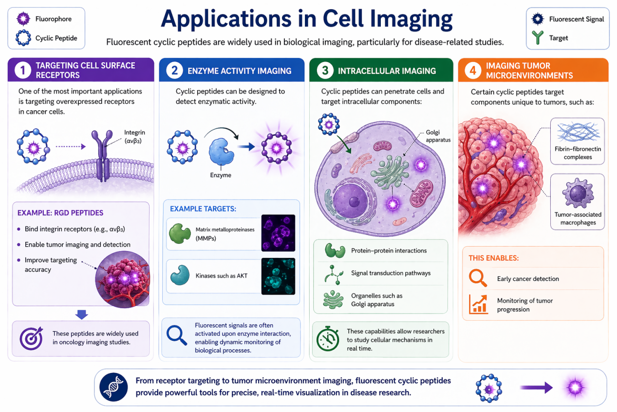 Fluorescent Cyclic Peptides: Advancing Precision in Cell Imaging and Molecular Diagnostics（images 3）
