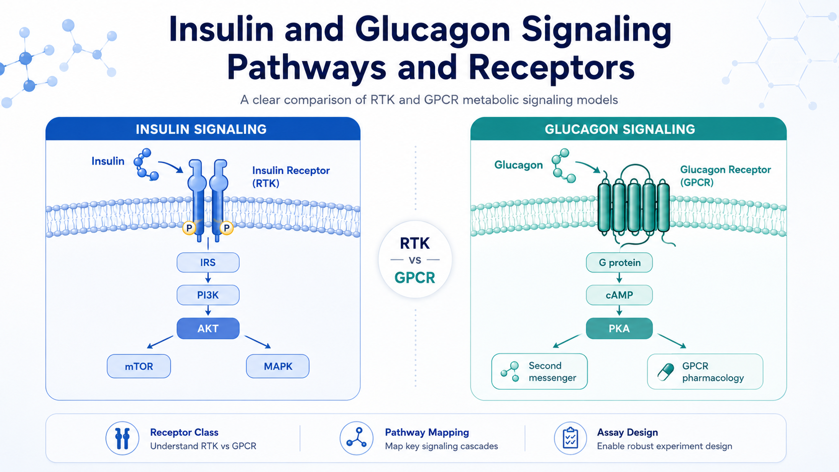 Insulin and glucagon