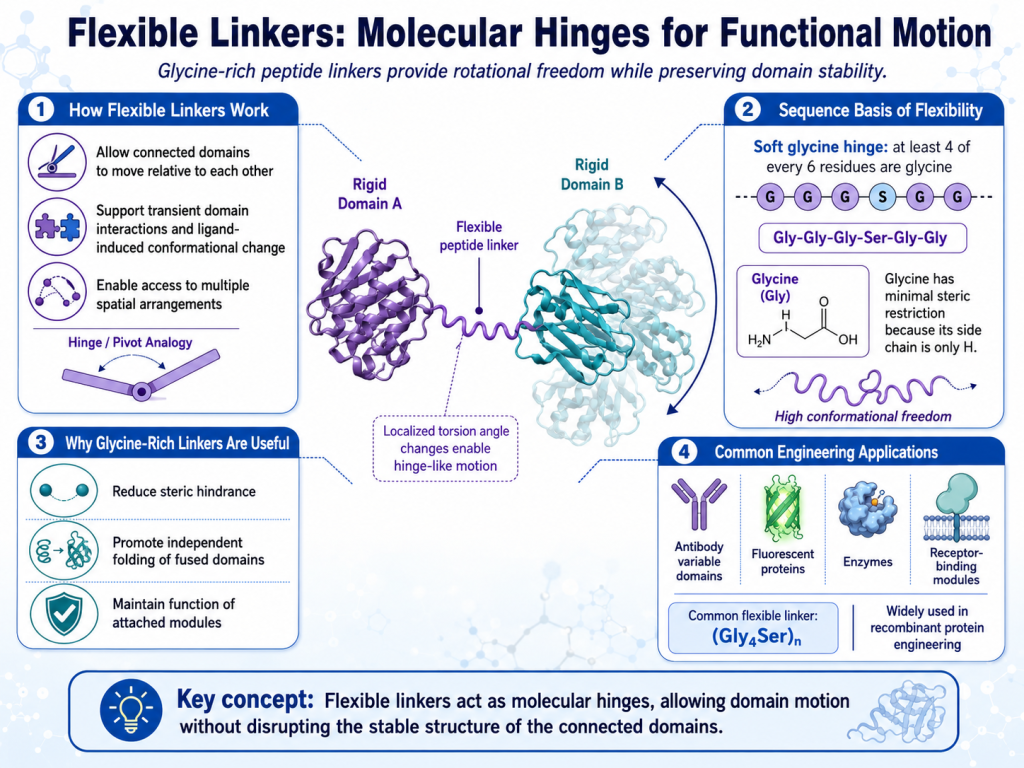 Peptide Linkers in Protein Engineering: Controlling Functional Dynamics in Multidomain Proteins(images 1)