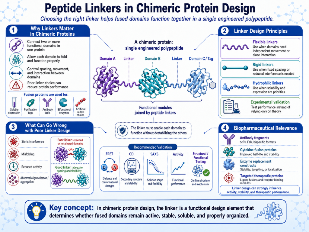 Peptide Linkers in Protein Engineering: Controlling Functional Dynamics in Multidomain Proteins(images 3)