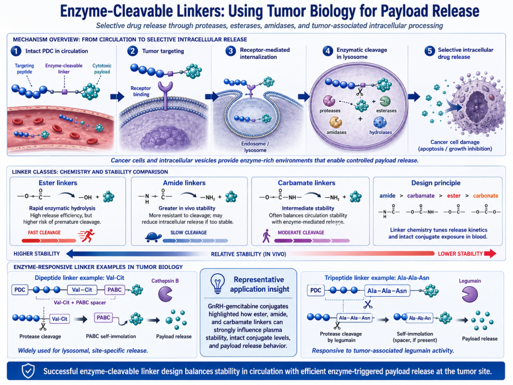 Peptide-Drug Conjugates with Different Linkers for Cancer Therapy(images 2)