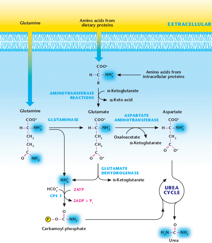 Amino Acid Metabolism: Central Bioenergetic and Signaling Hubs for Modern Biomedical Research(images 1)