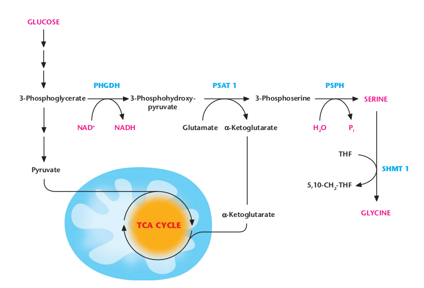 Amino Acid Metabolism: Central Bioenergetic and Signaling Hubs for Modern Biomedical Research(images 2)