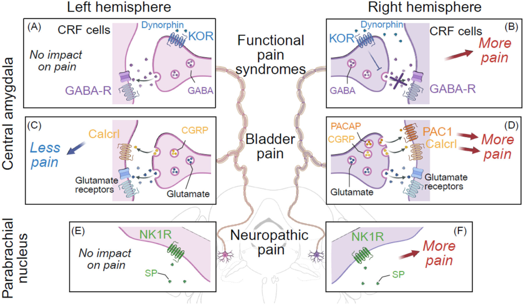 Left vs. Right Brain: How Neuropeptides Shape Asymmetric Neural Circuits(images 1)