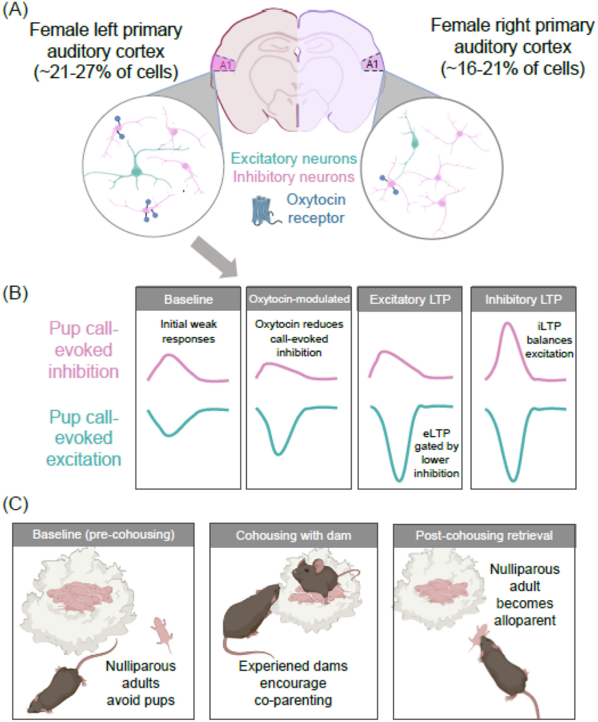 Left vs. Right Brain: How Neuropeptides Shape Asymmetric Neural Circuits(images 2)