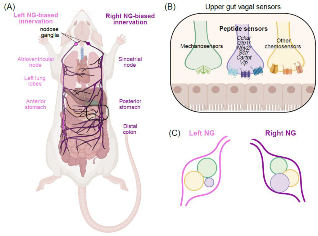 Left vs. Right Brain: How Neuropeptides Shape Asymmetric Neural Circuits(images 3)