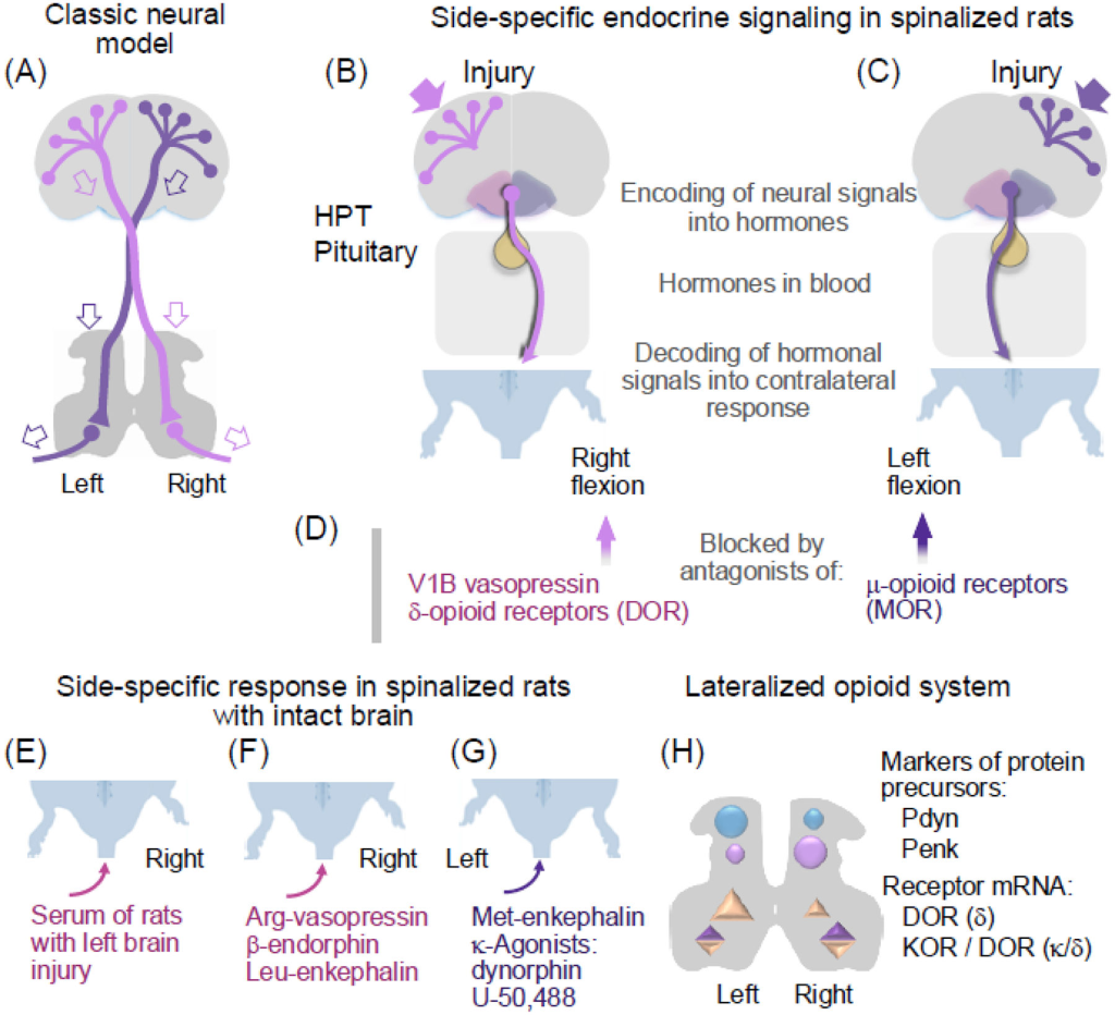 Left vs. Right Brain: How Neuropeptides Shape Asymmetric Neural Circuits(images 4)