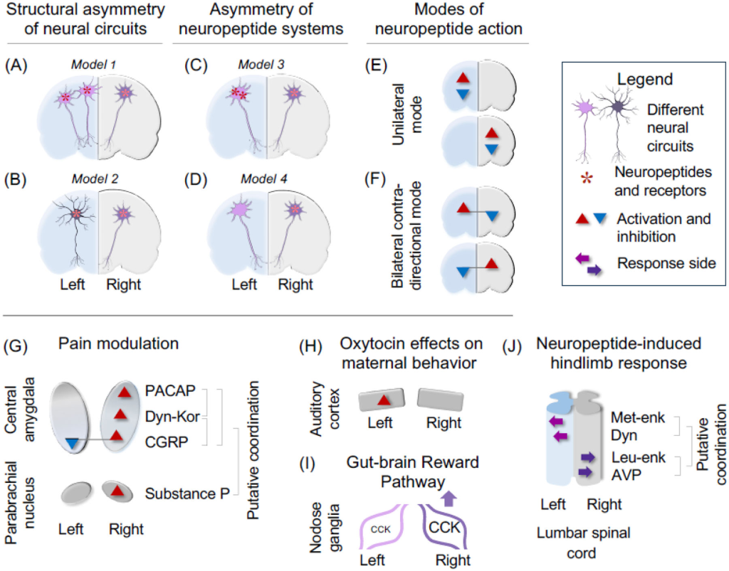 Left vs. Right Brain: How Neuropeptides Shape Asymmetric Neural Circuits(images 5)