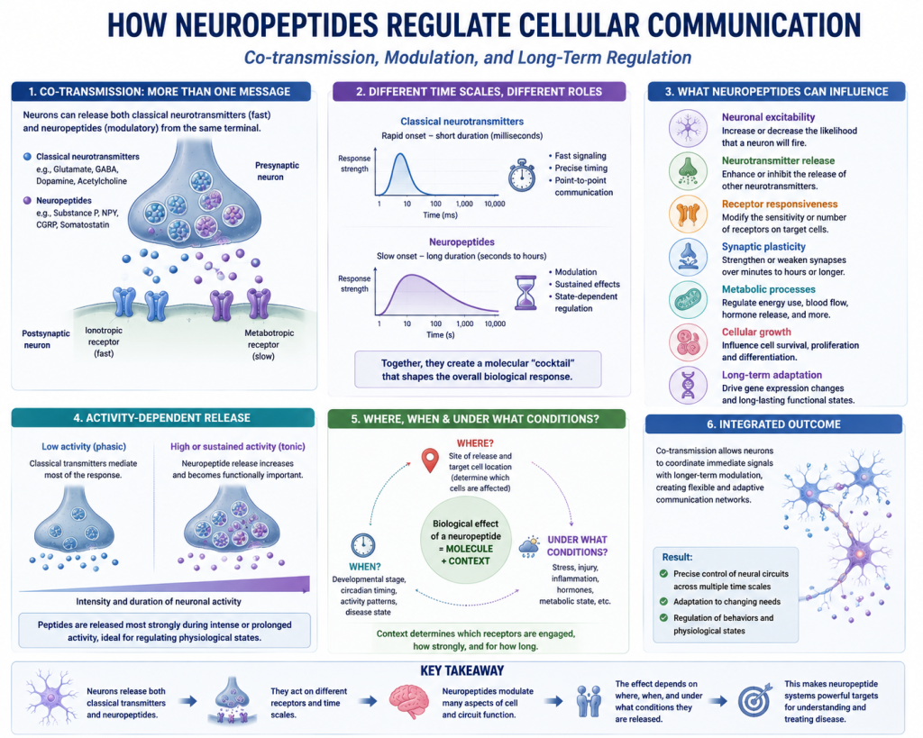 Neuropeptides in Health and Disease: From Cellular Signaling to Therapeutic Targets(images 2)
