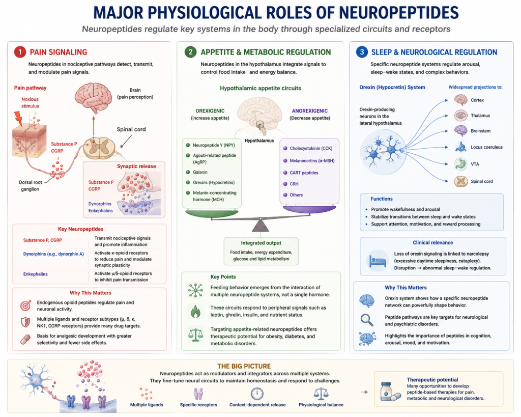 Neuropeptides in Health and Disease: From Cellular Signaling to Therapeutic Targets(images 3)